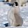 Fat Emperor Penguin