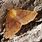 Feathered Thorn Moth