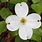 Florida Native White Flowers