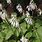 Flowering Hostas