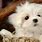 Fluffy Maltese Dog