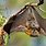 Flying Fox Bat Australia