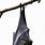 Flying Fox Bat Hanging