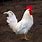 Foghorn Leghorn Chicken