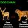 Food Chain for Tiger