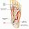 Foot Nerve Pain Diagram