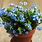 Forget Me Not Flowers in Pots