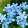 Forget Me Not Like Flowers
