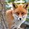 Fox Animal Colors