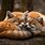 Fox Cuddling