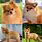 Fox-Faced Pomeranian
