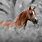 Free Arabian Horse Wallpaper