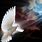 Free Dove Images Holy Spirit