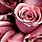 Free Roses Desktop Backgrounds
