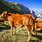 French Cattle