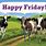 Friday Cows