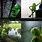 Frog Waiting Meme