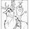 Frozen 2 Coloring Pages Olaf