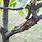 Fruit Tree Bark Diseases