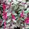 Fuchsia Versicolor