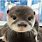 Funny Baby Otters