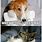 Funny Cat Dog Memes