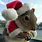 Funny Christmas Squirrel