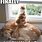 Funny Dog and Cat Clean Memes