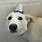 Funny Dog with Hat Meme