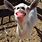 Funny Happy Goat
