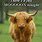 Funny Highland Cow Memes