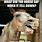 Funny Horse Memes Clean