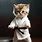Funny Karate Cats