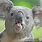 Funny Koala Photos