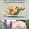 Funny Memes About Animals