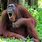 Funny Orangutan Images