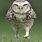 Funny Owl Photos