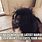 Funny Pekingese