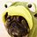 Funny Pug Backgrounds