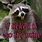 Funny Raccoon Sayings