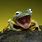 Funny Smiling Frog