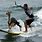 Funny Surfing Pics