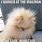 Funny Teacup Pomeranian Memes