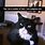 Funny Tuxedo Cat