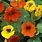 Garden Nasturtium