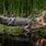 Gator Swamp Background