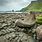 Giant's Causeway Boot