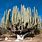 Giant Cacti