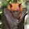 Giant Crowned Flying Fox