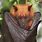 Giant Golden Flying Fox Bat